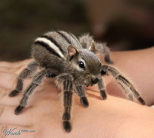 Spider Squirrel