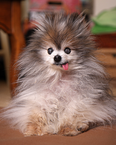 Static dog