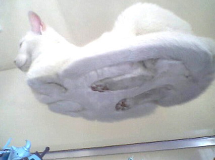 Sub Cat