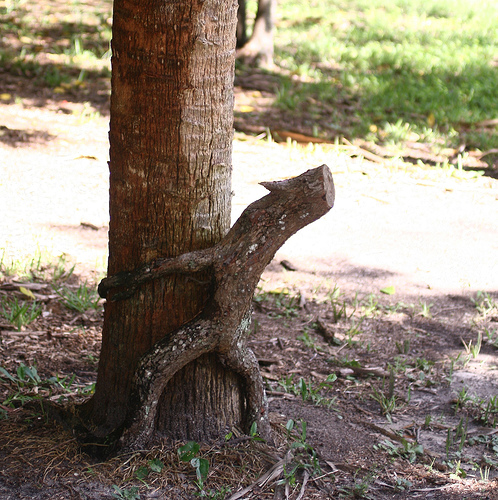 Tree love