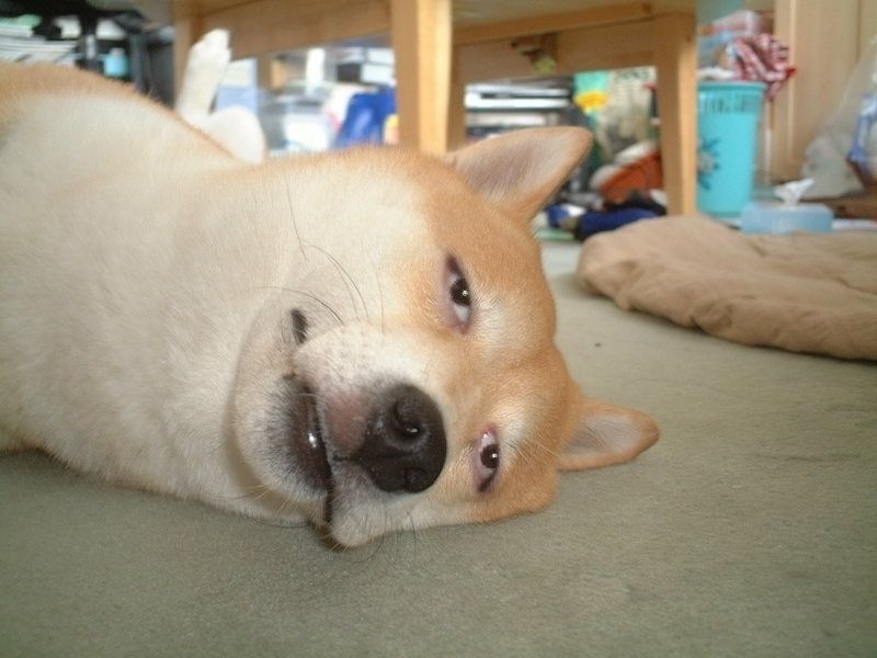 Dog Stare