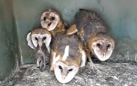 Owls