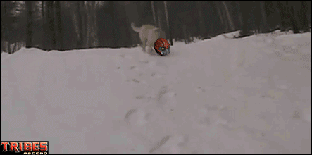 Tribes Ascend Skiing