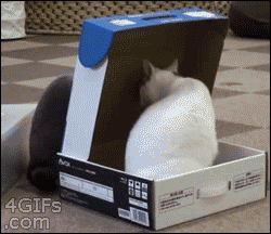 Cat Box