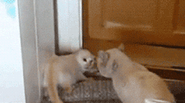 Cat Defence