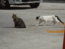 Cat fight