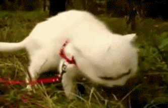 Cat flashback