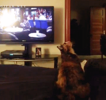 Cat Jump