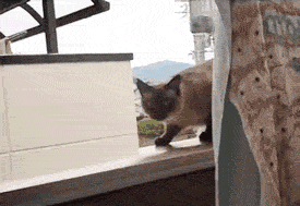 Cat pounce