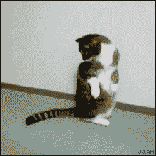 Cat rolls