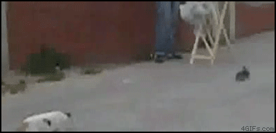 Cat stalking bird