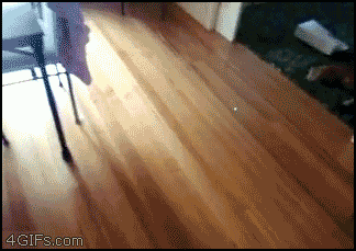 Cat Trap