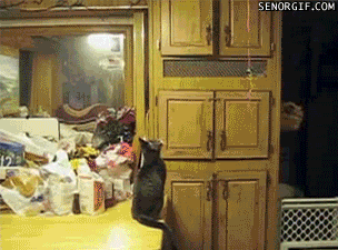 Cat vs Balloon