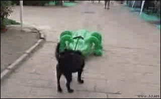 Dog owners