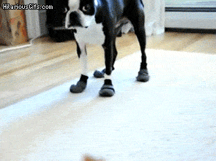 Dog Socks