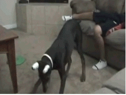 Laser Pointer Fun