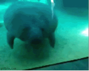 Manatee Bump