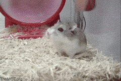 Mouse Wheel