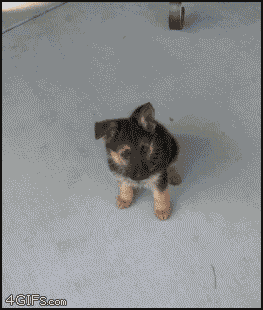 Puppy growing up