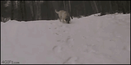 Shaun Whites Dog