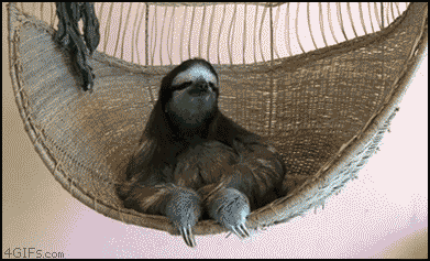 Sloth Chillin