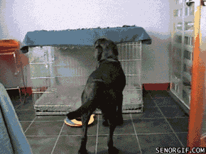 Smart dog