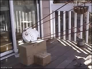 Squirrel Trap