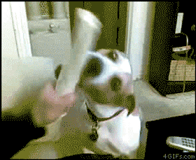 Tease Dog