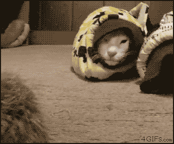 Cobra Cat