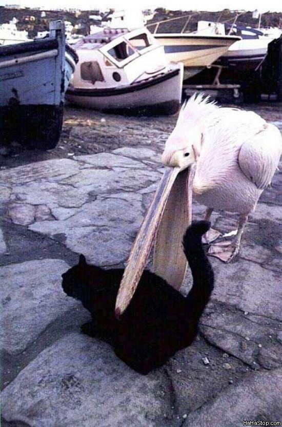 Ambitious Pelican