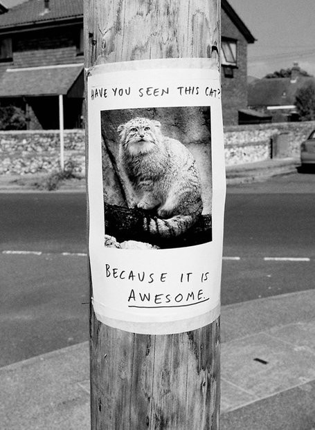 Awesome cat
