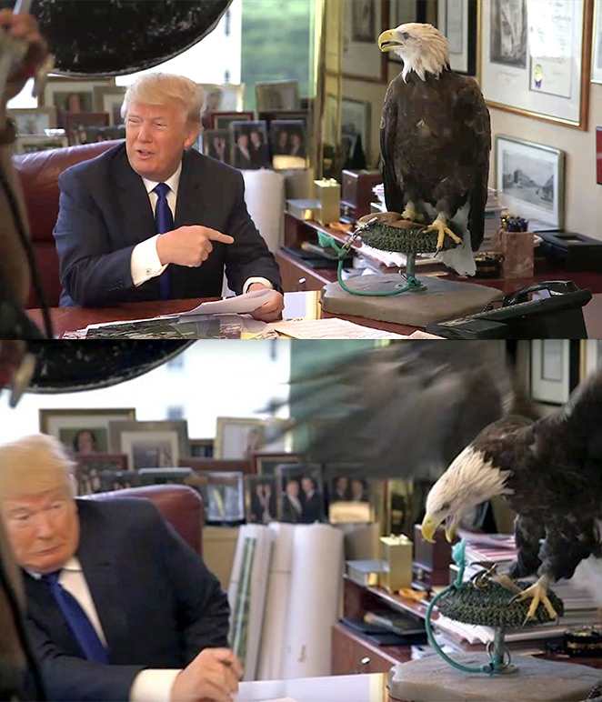 Bald eagle vs trump