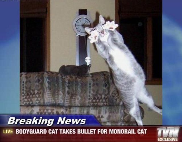 Bodyguard Cat