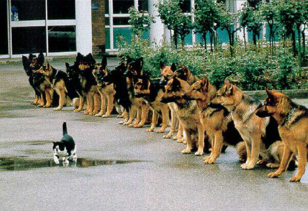 Brave kitty