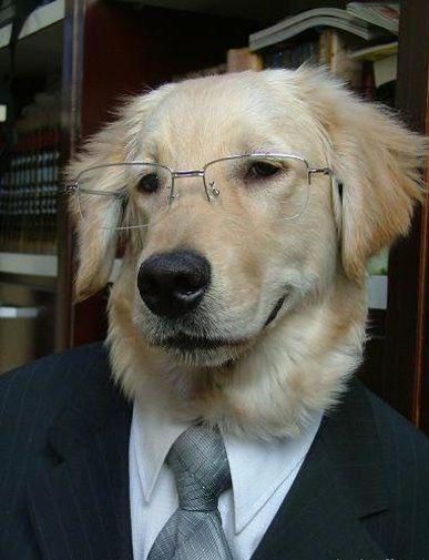 Business dog