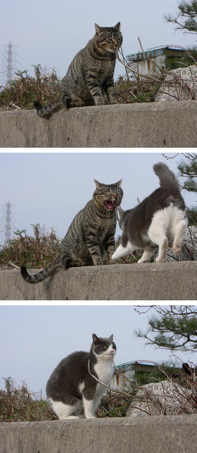 Cats and stick