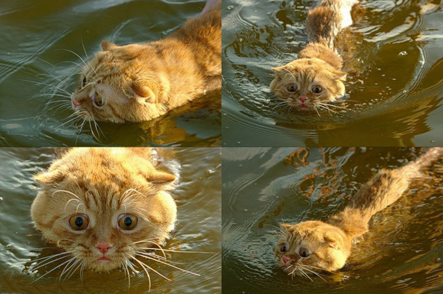 Cat swimming