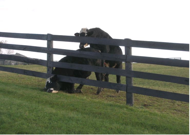 Cow hump