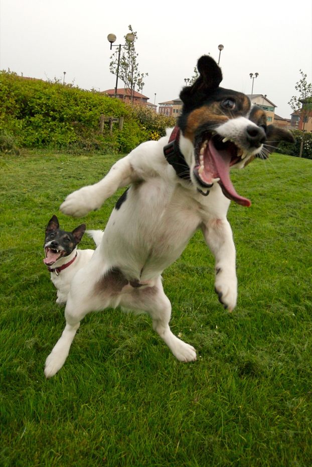 Crazy dogs