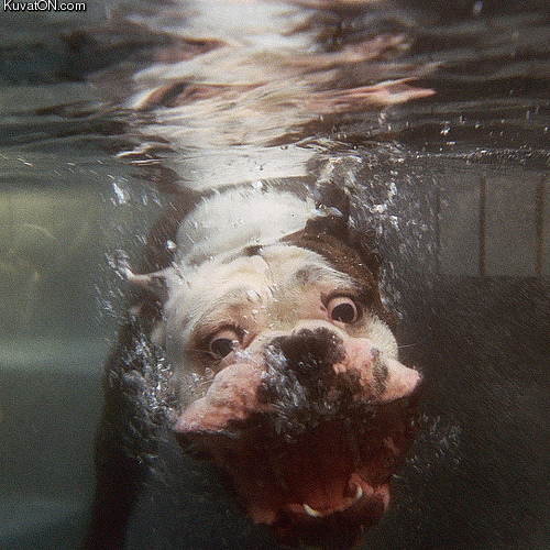Dog underwater