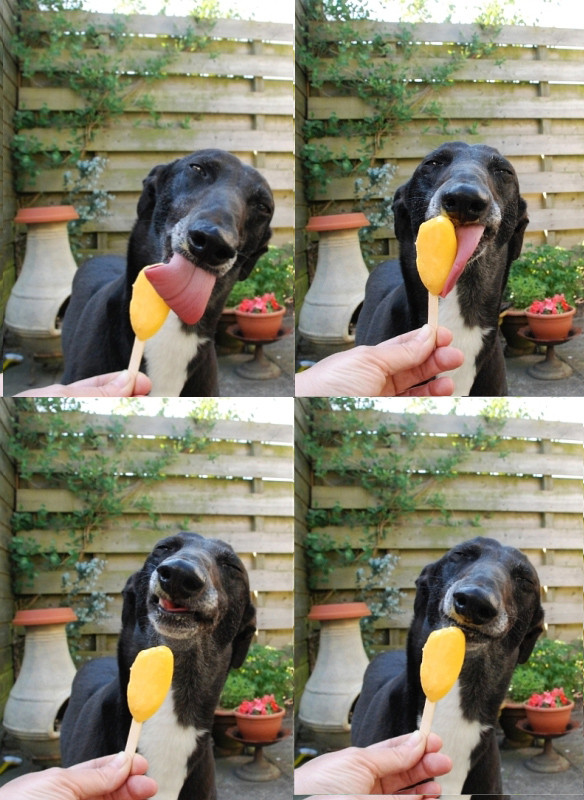 Unsure dog