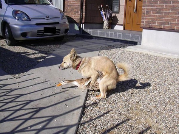Dog vs duck