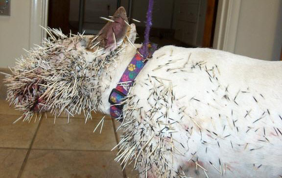 Dog vs porcupine