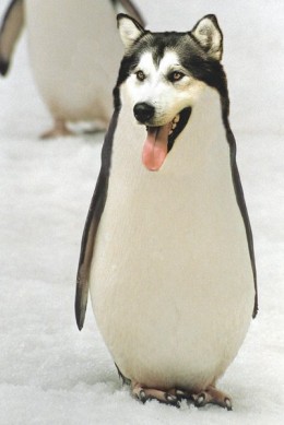 Doguin