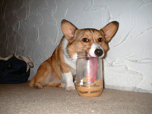 Peanut Butter Dog