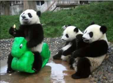 Pandas