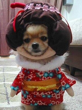 Geisha dog