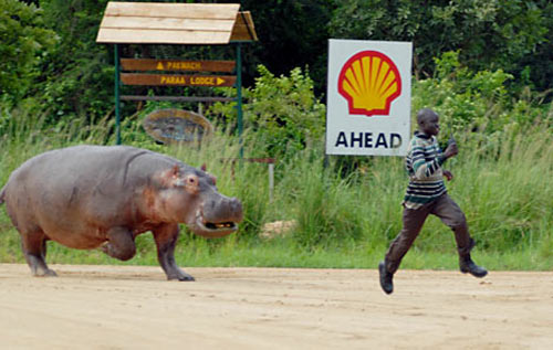 Hippo!