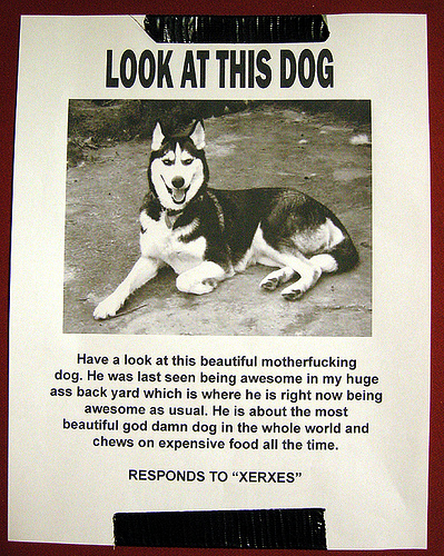 Look at this dog