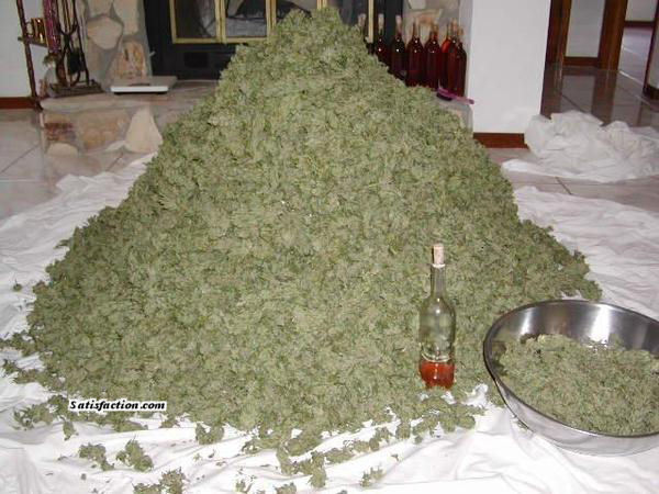 Lots of weed